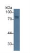 Activated Leukocyte Cell Adhesion Molecule antibody, LS-C373872, Lifespan Biosciences, Western Blot image 