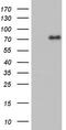 FAS-associated factor 1 antibody, M03842, Boster Biological Technology, Western Blot image 