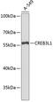 CAMP Responsive Element Binding Protein 3 Like 1 antibody, 19-531, ProSci, Western Blot image 