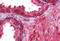Protein Z, Vitamin K Dependent Plasma Glycoprotein antibody, MBS245559, MyBioSource, Immunohistochemistry frozen image 
