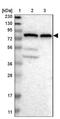 Protein Hook homolog 1 antibody, NBP1-81744, Novus Biologicals, Western Blot image 