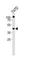 Retinoid X Receptor Alpha antibody, orb181632, Biorbyt, Western Blot image 
