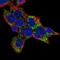 Coenzyme Q8A antibody, NBP2-56006, Novus Biologicals, Immunofluorescence image 