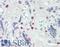 Transcription Elongation Factor A Like 4 antibody, LS-B8594, Lifespan Biosciences, Immunohistochemistry frozen image 