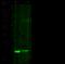 Diablo IAP-Binding Mitochondrial Protein antibody, 10339-MM01, Sino Biological, Western Blot image 