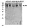 DNA Damage Induced Apoptosis Suppressor antibody, A30777, Boster Biological Technology, Western Blot image 