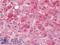 Prostaglandin E Receptor 4 antibody, LS-A383, Lifespan Biosciences, Immunohistochemistry paraffin image 