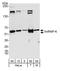 Heterogeneous nuclear ribonucleoprotein K antibody, A300-674A, Bethyl Labs, Western Blot image 