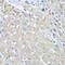 Pro-Platelet Basic Protein antibody, GTX00654, GeneTex, Immunohistochemistry paraffin image 