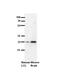 SH3 Domain Binding Glutamate Rich Protein antibody, PA5-69383, Invitrogen Antibodies, Western Blot image 