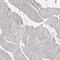 Tectonic Family Member 2 antibody, HPA039900, Atlas Antibodies, Immunohistochemistry paraffin image 