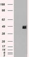 Mitogen-Activated Protein Kinase Kinase 4 antibody, LS-C784239, Lifespan Biosciences, Western Blot image 