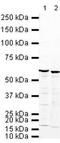 HNRPK antibody, PA5-19484, Invitrogen Antibodies, Western Blot image 