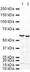 Heterogeneous Nuclear Ribonucleoprotein K antibody, PA5-19484, Invitrogen Antibodies, Western Blot image 