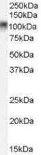 MYB Proto-Oncogene Like 2 antibody, PA5-18449, Invitrogen Antibodies, Western Blot image 