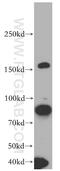 Rho Associated Coiled-Coil Containing Protein Kinase 1 antibody, 20247-1-AP, Proteintech Group, Western Blot image 