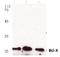 BCL2 Like 1 antibody, A00181S56, Boster Biological Technology, Western Blot image 