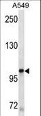 c-Kit antibody, LS-C157852, Lifespan Biosciences, Western Blot image 