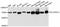 Solute Carrier Family 25 Member 12 antibody, abx126568, Abbexa, Western Blot image 