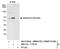 SWI/SNF Related, Matrix Associated, Actin Dependent Regulator Of Chromatin, Subfamily D, Member 1 antibody, NB100-79836, Novus Biologicals, Immunoprecipitation image 