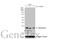 Glyoxalase I antibody, GTX628889, GeneTex, Western Blot image 