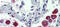 Cytochrome B-245 Beta Chain antibody, TA335229, Origene, Immunohistochemistry frozen image 