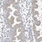 CDP-Diacylglycerol Synthase 1 antibody, HPA036187, Atlas Antibodies, Immunohistochemistry frozen image 