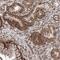 F-Box And Leucine Rich Repeat Protein 8 antibody, NBP1-83920, Novus Biologicals, Immunohistochemistry frozen image 