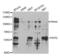 Peptidase D antibody, abx004149, Abbexa, Western Blot image 