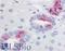 Prostaglandin E Receptor 2 antibody, LS-A4219, Lifespan Biosciences, Immunohistochemistry frozen image 