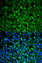 GRB2 Associated Binding Protein 1 antibody, 22-081, ProSci, Immunofluorescence image 