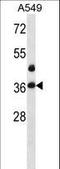 LIM And SH3 Protein 1 antibody, LS-C165691, Lifespan Biosciences, Western Blot image 