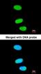 Transcription factor SOX-13 antibody, orb73782, Biorbyt, Immunofluorescence image 