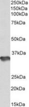 Heparan Sulfate-Glucosamine 3-Sulfotransferase 1 antibody, MBS423432, MyBioSource, Western Blot image 