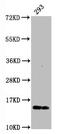 H2A Histone Family Member X antibody, LS-C675312, Lifespan Biosciences, Western Blot image 