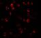 Dynamin 1 Like antibody, A00556, Boster Biological Technology, Immunofluorescence image 
