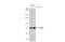 Heat Shock Protein Family A (Hsp70) Member 6 antibody, GTX106192, GeneTex, Western Blot image 