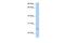 Intraflagellar transport protein 27 homolog antibody, PA5-43155, Invitrogen Antibodies, Western Blot image 