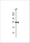 ES Cell Expressed Ras antibody, A30709-1, Boster Biological Technology, Western Blot image 