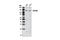 DGCR8 Microprocessor Complex Subunit antibody, 6914S, Cell Signaling Technology, Western Blot image 