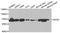 Apoptosis Inducing Factor Mitochondria Associated 1 antibody, A2568, ABclonal Technology, Western Blot image 