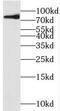 Melanotransferrin antibody, FNab05149, FineTest, Western Blot image 