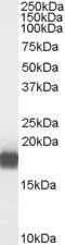 Phospholipase A2 Group IB antibody, PA5-18800, Invitrogen Antibodies, Western Blot image 