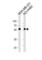 Raftlin, Lipid Raft Linker 1 antibody, abx034668, Abbexa, Western Blot image 