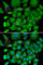 Superoxide Dismutase 3 antibody, A6984, ABclonal Technology, Immunofluorescence image 