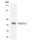 Olfactory Receptor Family 5 Subfamily D Member 13 (Gene/Pseudogene) antibody, LS-C200396, Lifespan Biosciences, Western Blot image 