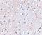 Nipsnap Homolog 1 antibody, NBP1-76887, Novus Biologicals, Immunohistochemistry frozen image 