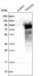Trans-Golgi Network Protein 2 antibody, NBP1-86948, Novus Biologicals, Western Blot image 