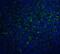 IL-17 antibody, NBP1-76337, Novus Biologicals, Immunofluorescence image 