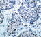 SEK1 antibody, TA333239, Origene, Immunohistochemistry paraffin image 